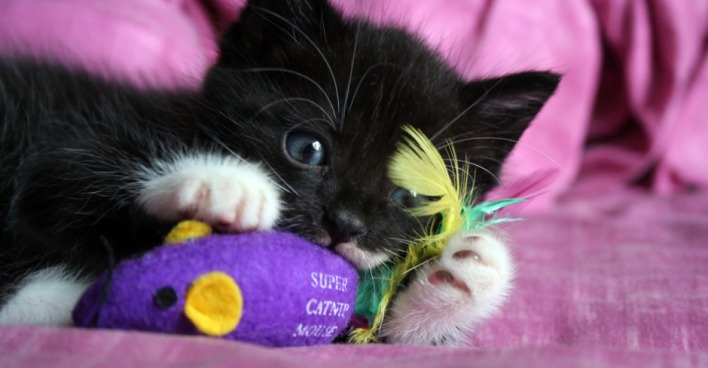 Katze beim Spielen mit Stoffmaus | Credit: iStock.com/dentharg
