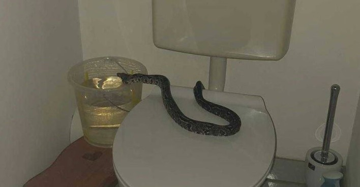 Python sitzt auf dem Klodeckel eines WCs und schnappt auf die linke Seite der Toilette.