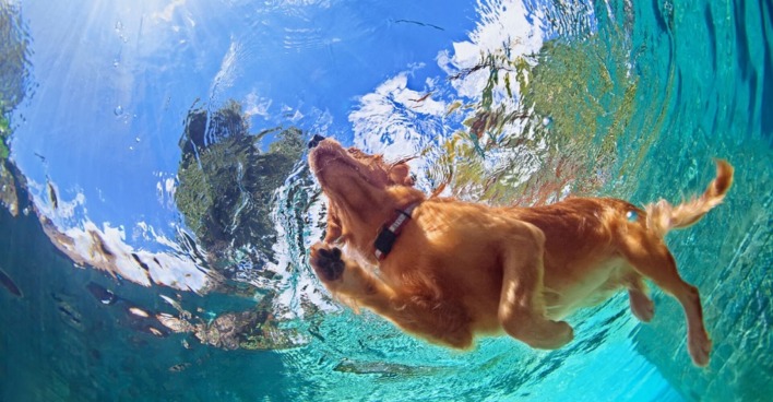 Unterwasseraufnahme von einem Hund der schwimmt. Man sieht über der Oberfläche einen strahlend blauen Himmel