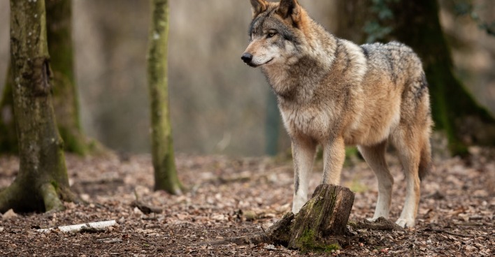 Wolf im Wald