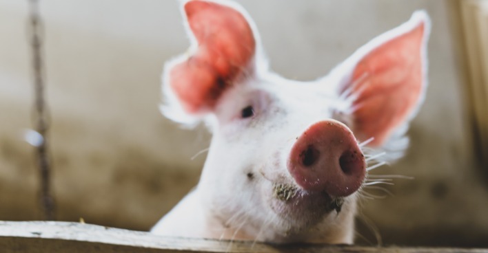 Kleines Schwein im Stall