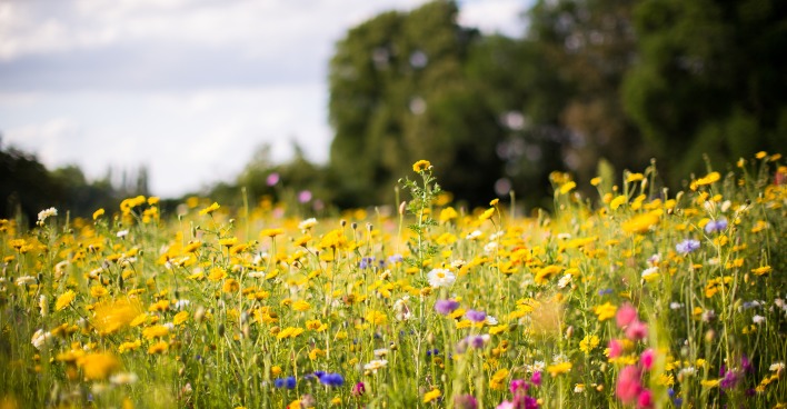 Wildblumenwiese