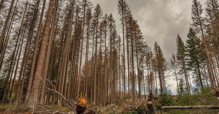 Wie steht es um den Wald? | Credit: Fotostand / dpa Picture Alliance / picturedesk.com