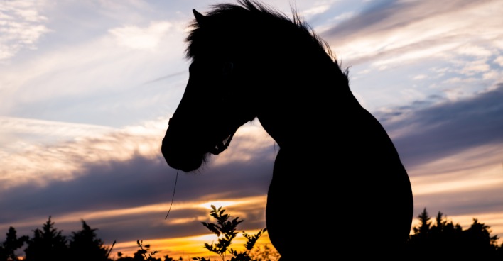 Islandpferd | Credit: iStock.com/Binnerstam