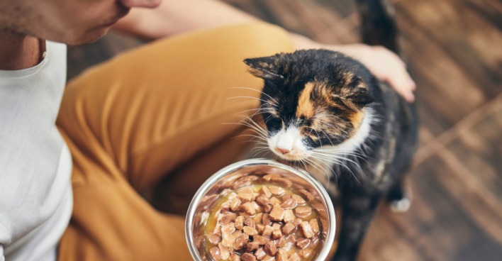 Eine junge Katze wird von ihrem Herrchen gefüttert | Credit: iStock.com/Chalabala