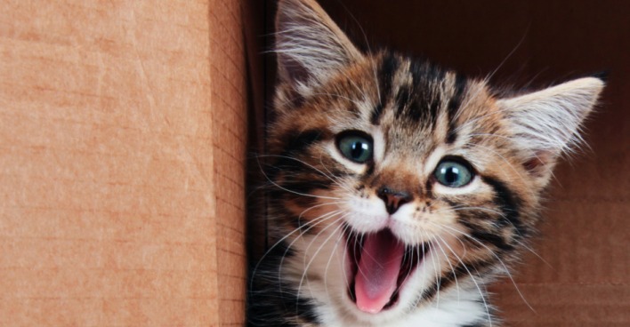 Eine kleine getigerte Katze öffnet ihr Maul, um herzhaft zu gähnen | Credit: iStock.com/Foonia