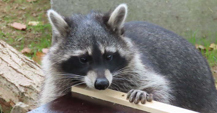 Waschbär in Herberstein