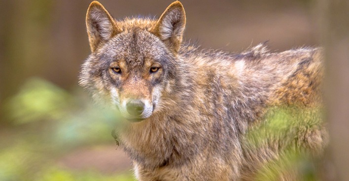 Wolf im Wald