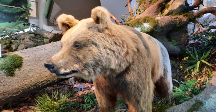 Braunbär
