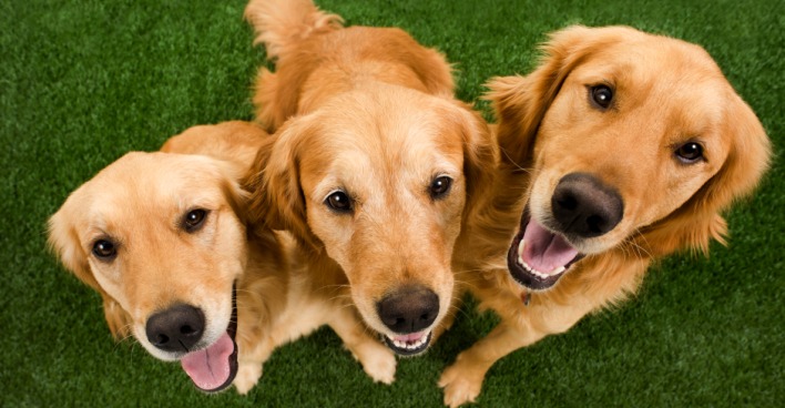 Drei Golden Retriever | Credit: iStock.com/cmannphoto