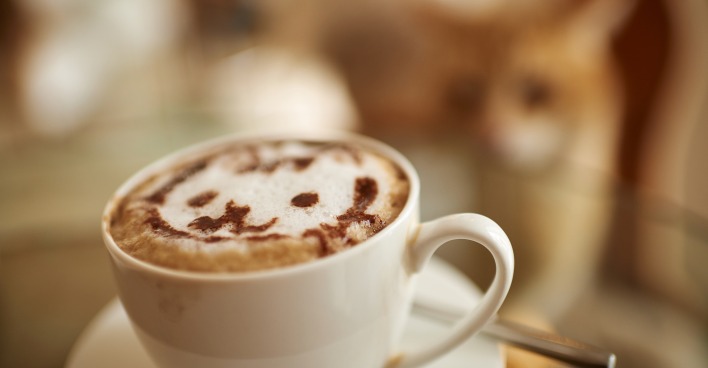 Katzen-Cafés in Europa | Credit: Robert Kalb / picturedesk.com