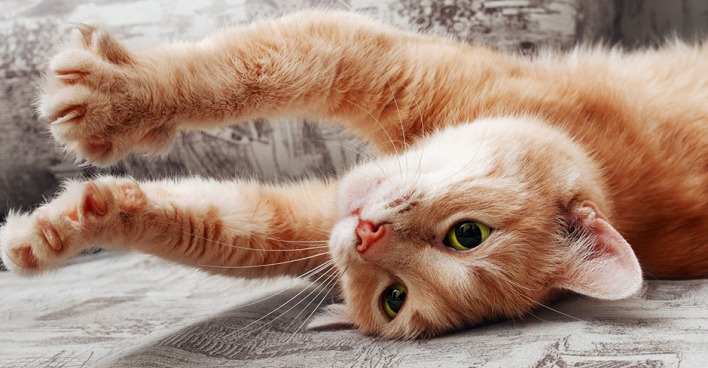 Katze fährt im Liegen ihre Krallen aus | Credit: iStock.com/asadykov
