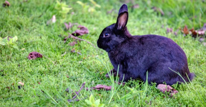 Schwarzes Kaninchen