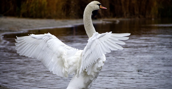 Ein Schwan an einem Fluss spannt die Flügel