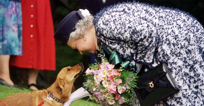 Queen Elizabeth II. mit einem ihrer Corgis