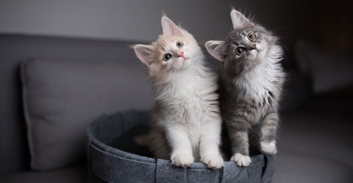 Zwei Katzen, die nebeneinander sitzen | Credit: iStock.com/Nils Jacobi