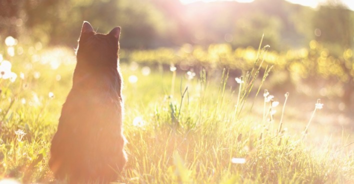 Katze im Sonnenlicht | Credit: iStock.com/StefanieDegner