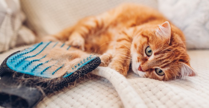 Katze liegt entspannt neben ihrer Fellbürste | Credit: iStock.com/Maryviolet