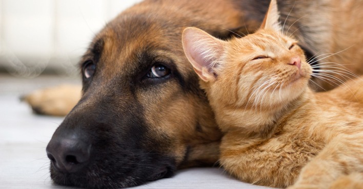 Freundschaft zwischen Hund und Katze | Credit: iStock.com/pyotr021