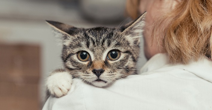 Katze klammert sich an ihre Besitzerin | Credit: iStock.com/Okssi68