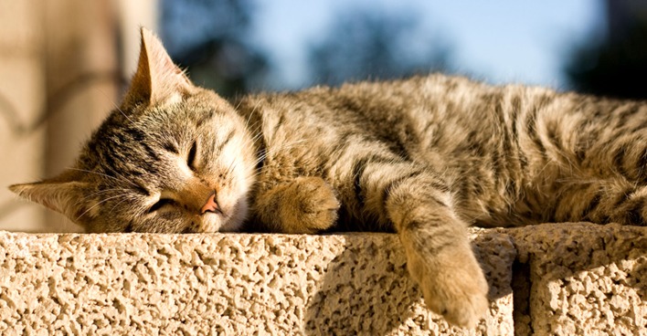 Katze rekelt sich auf der Mauer in der Sonne | Credit: iStock.com/Jelena990