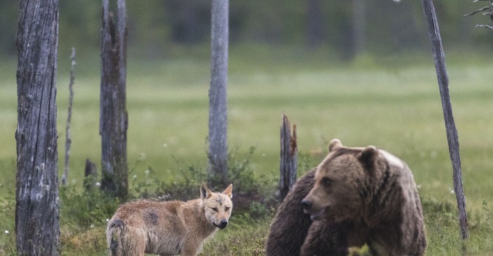 Wolf und Bär