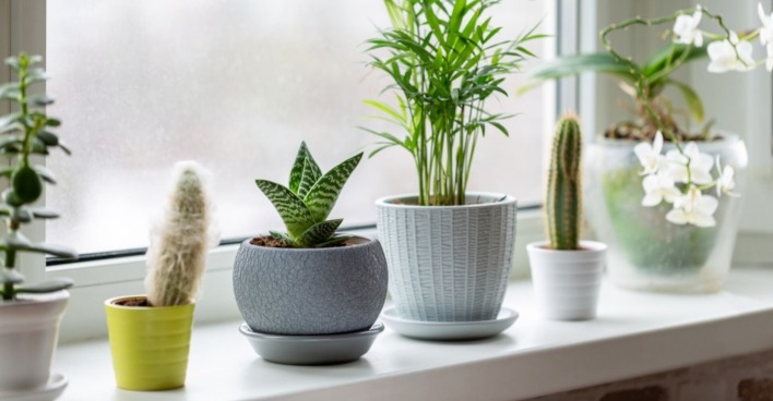 Fensterbrett mit Blumen | Credit: iStock.com/Geshas