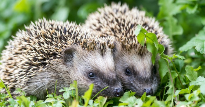 zwei kleine Igel im Gras | Credit: iStock.com/Jaroslav Frank