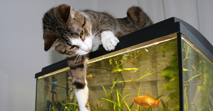 Katze liegt auf dem Deckel eines Aquariums | Credit: iStock.com/LeoMalsam
