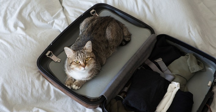 Katze macht es sich auf dem Reisekoffer ihres Besitzers gemütlich | Credit: iStock.com/1827photography