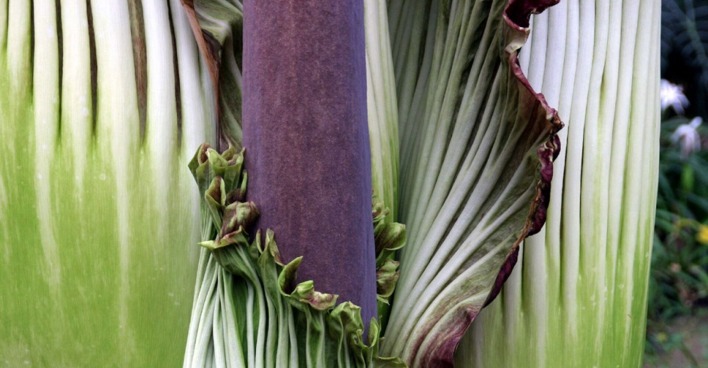 Ein Detail der als Riesenpenis oder Stinkepflanze bekannten Titanwurz