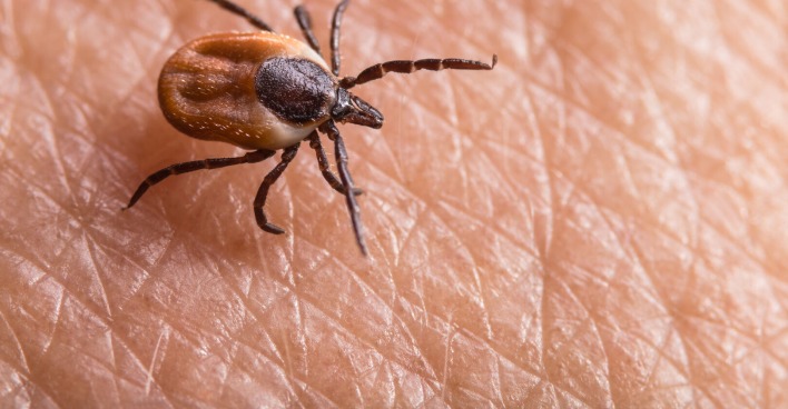 Borreliose wird durch Zecken übertragen. | Credit: iStock.com/Ladislav Kubeš