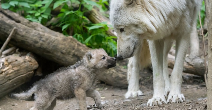 Mama-Wolf und Baby-Wolf | Credit: Daniel Zupanc