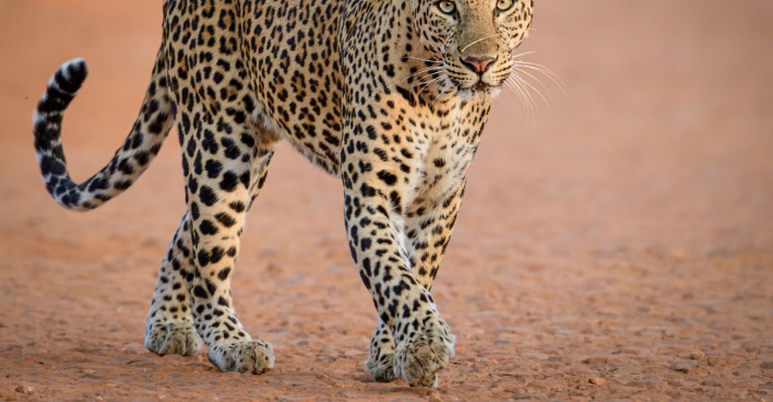 Leopard in freier Wildbahn