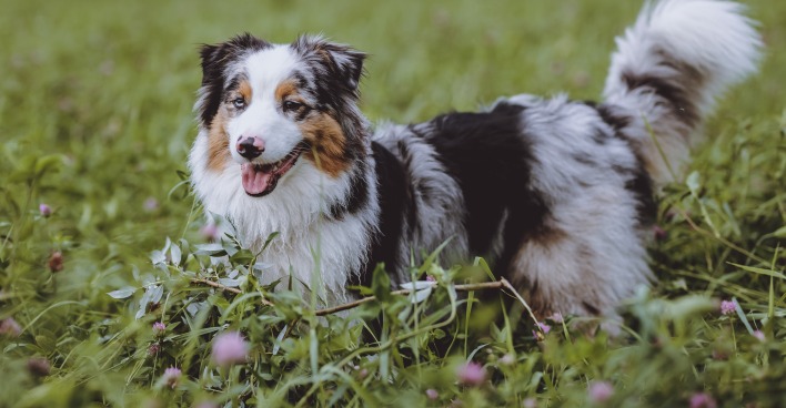 Australian Shepherd