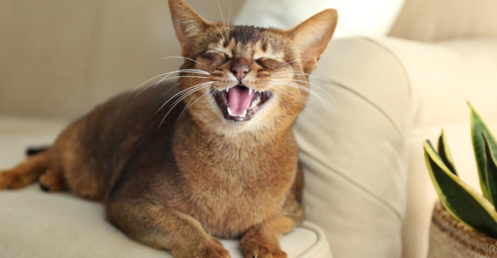 Katze beim herzhaften Gähnen | Credit: iStock.com/Liudmila Chernetska