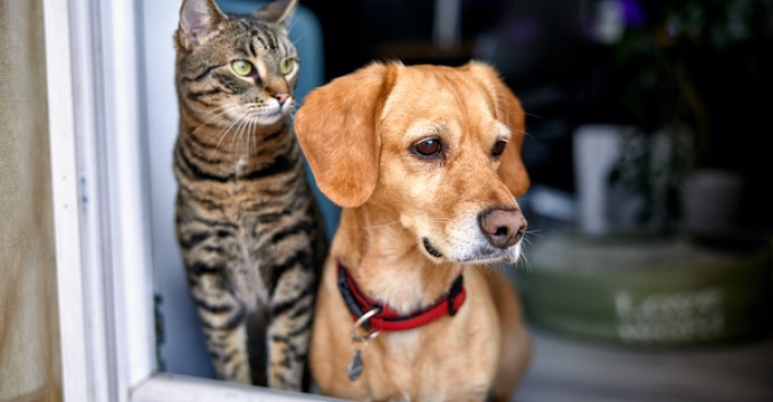 Katze und Hund