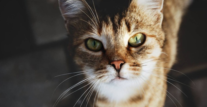 Getigerte Katze | Credit: iStock.com/Nadya So