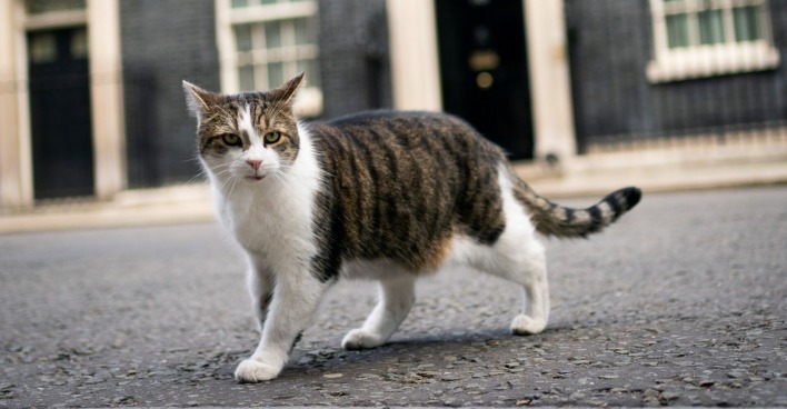 Kater Larry vor der Downing Street 10 in London. | Credit: South West News Service Ltd / Action Press / picturedesk.com