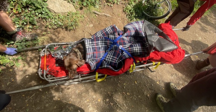 Hund wird nach Verletzungen geborgen. | Credit: South West News Service Ltd / Action Press / picturedesk.com