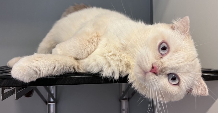 Scottish Fold Katze  liegt auf der Seite | Credit: TierQuarTier Wien