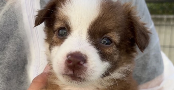 Tierpflegerin hält Hundewelpe | Credit: TierQuarTier Wien