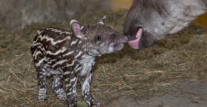 Allererstes Tapirbaby im Zoo Schmiding geboren