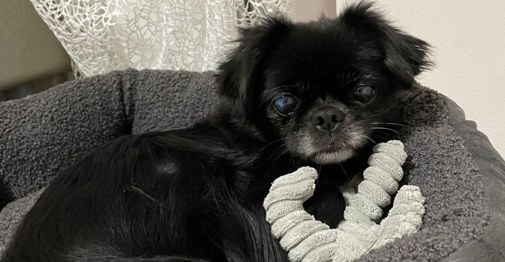 Pekinese im Körbchen | Credit: TierQuarTier Wien