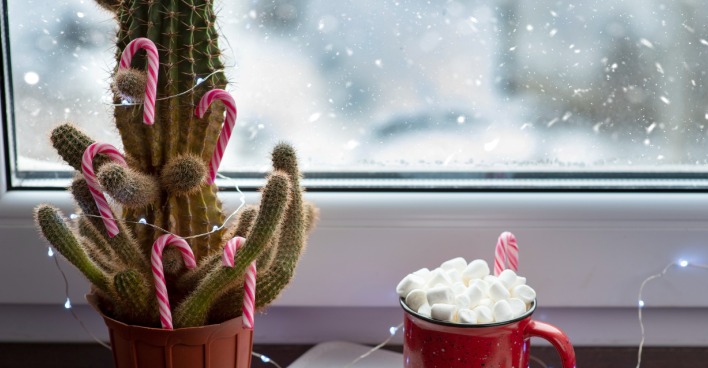 Kaktus mit Zuckerstangen steht auf einem Fensterbrett | Credit: iStock.com/Timofey Zadvornov