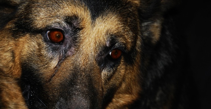 Schäferhund I Credit: iStockphoto.com/ZHARATE