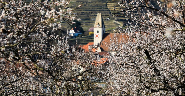 Marillenblüte Wachau I Credit: Rudolf Brandstätter/picturedesk.com