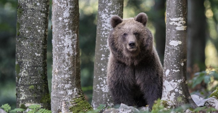 Braunbär im Wald.