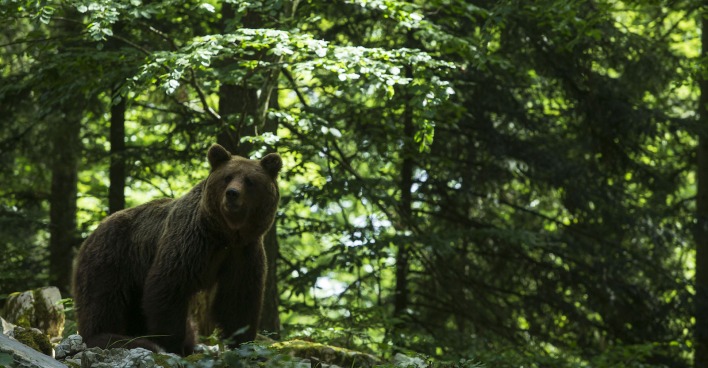 Ein Bär in einem Wald.