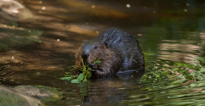 Ein Biber frisst Gras in einem Fluss.
